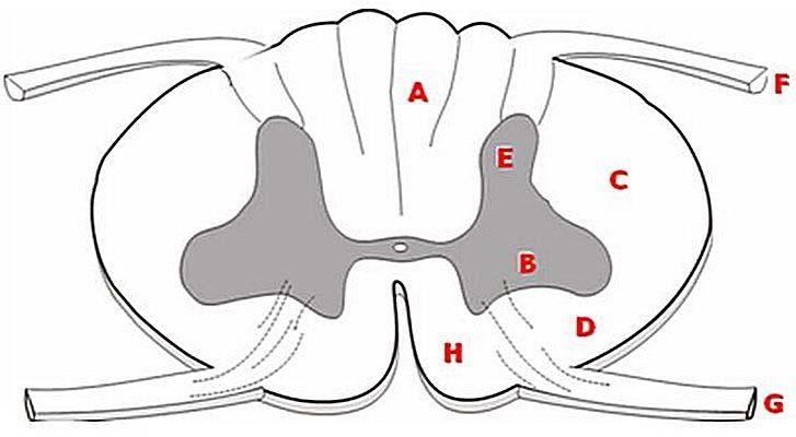 pagina 6 van 27 n of bb Tekening transversale doorsnede van het cervicale ruggenmerg Wat is wat?