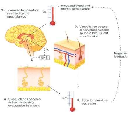 Thermoregulatie bij inspanning: effectoren Beïnvloedende factor thermoregulatie tijdens inspanning: OMGEVING - Warmte-afgifte door verdamping afhankelijk van: