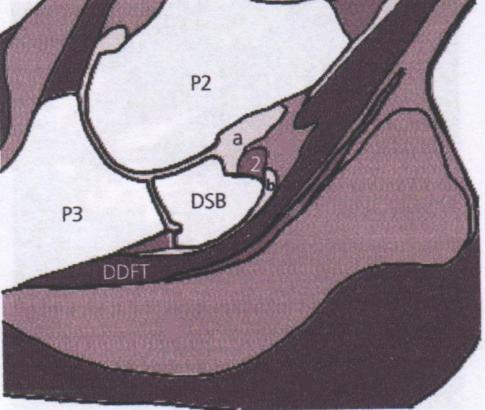 1= tuberositas flexoria van het kroonbeen 2= hoefgewricht 3= proximale gewrichtsvlak van het straalbeen 4= flexoroppervlak van het straalbeen 5= proximale rand va het straalbeen 6= ligg.