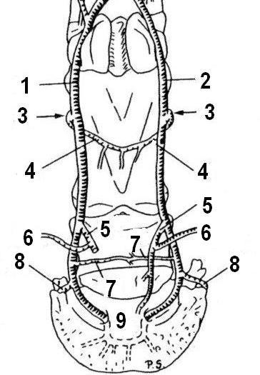 De voeding en innervatie van het straalbeen van het paard 2. LITERATUURSTUDIE 2.1. MORFOLOGIE Het straalbeen (os sesamoideum distale) bevindt zich aan de palmaire zijde van het hoefgewricht.