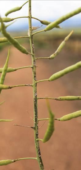 Plant met kroonkanker, c.