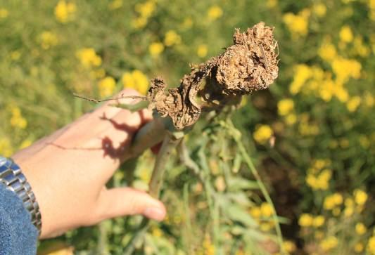 Canolaplante Bestuur val om van weens Swartstam swartstam wat