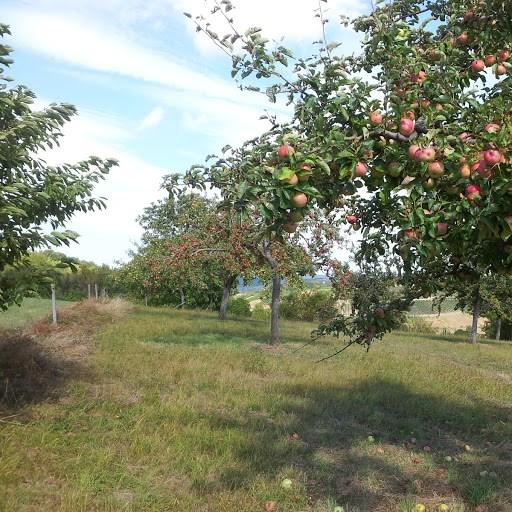 Ik wil me graag even voorstellen: Rondleiding door Hoogstam Fruitboomgaard Ik ben 57 jaar, woon in de Nieuwstraat in Roosendaal, ben getrouwd en heb twee kinderen, een dochter en een zoon (27 en 24