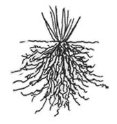 produksiepraktyke en besproeiing Metode van voortplanting Wortelstelsels Daar is twee soorte wortelstelsels wat plante kan hê. Hulle word onderskei op grond van die manier waarop wortels verbind is.