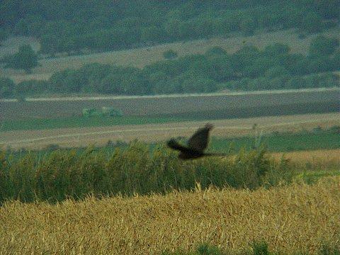 Ten zuiden van het kanaal liggen rijstvelden, ten noorden bijna uitsluitend akkers.