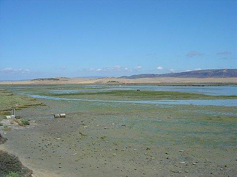 Blauwe reiger Ooievaar Wespendief Visarend 2 Scholekster 1 Bontbekplevier Strandplevier Zilverplevier 3 Kanoet 3 Bonte strandloper Watersnip Rosse grutto Regenwulp Wulp Tureluur Steenloper Kokmeeuw