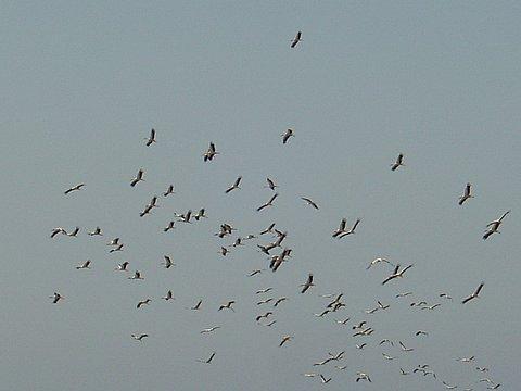 Zwarte ooievaar 16 Ooievaar 1000 Wespendief Aasgier Vale gier Slangenarend Bruine kiekendief 3 Grauwe kiekendief 3 juv Sperwer Buizerd Dwergarend Visarend Torenvalk