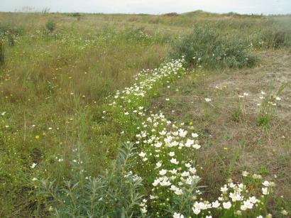 3000 individuen per afzonderlijke duinvallei of duinvalleicomplex). Figuur 9.1. Alle valleien met Groenknolorchis hebben gemeen dat ze door kalkrijk- en ijzerrijk grondwater worden gevoed.