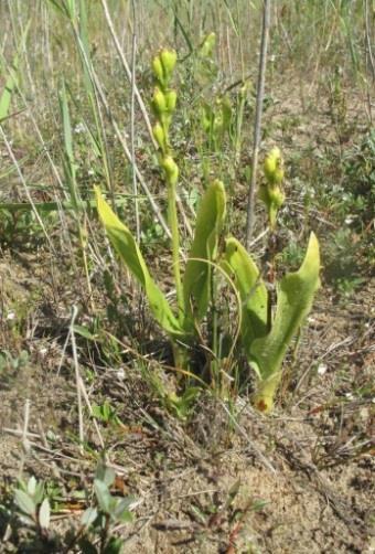 Figuur 1.1. Groenknolorchissen in duinvalleien. Op de linker foto staan twee planten met zich ontwikkelende zaaddozen weergegeven.