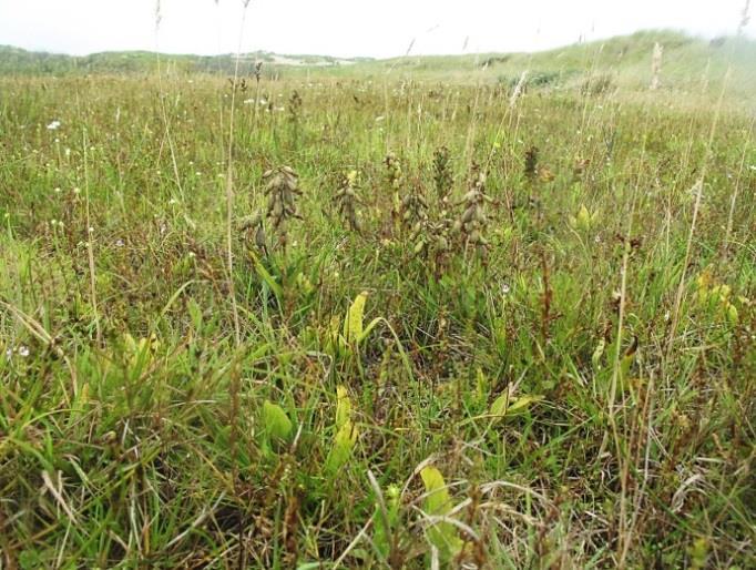 1 Liparis loeselii in a dune slack, showing two individuals with seed capsules (left) and on the right many individuals of Liparis in a young dune slack on the Hors area, Texel.