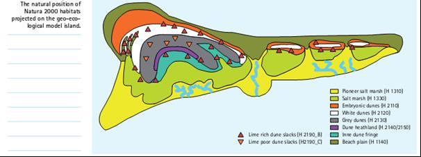 Groene stranden kunnen over grotere oppervlakten ontstaan als overgang van de bij eb droogvallende (slikwadden en) zandplaten (1140). In figuur 1.
