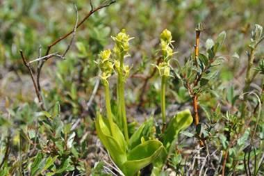 De bodem van valleien met Groenknolorchis bestaat uit humeus, kalkhoudend zand of vaak ook uit kalkloos zand dat beïnvloed wordt door kalkrijk grondwater.