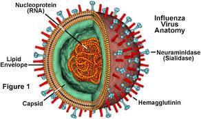 Influenza RNA-virus met eiwitmantel Type A, B (+C) Subtypes obv