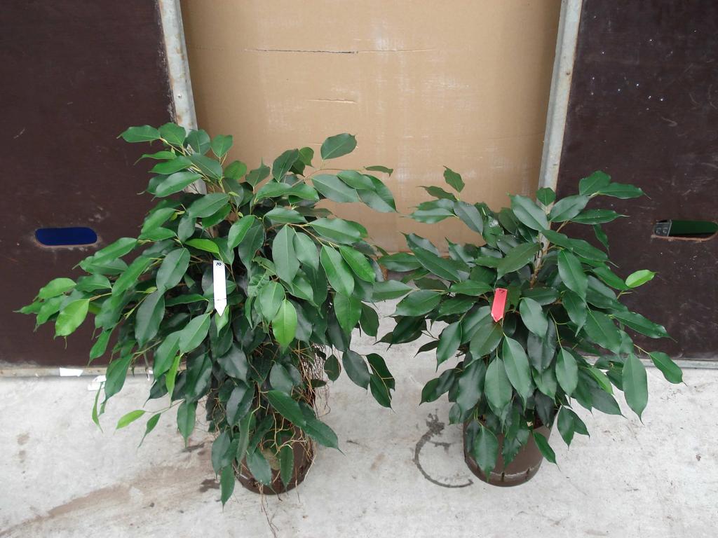 Kwaliteit Ficus benjamina Schefflera