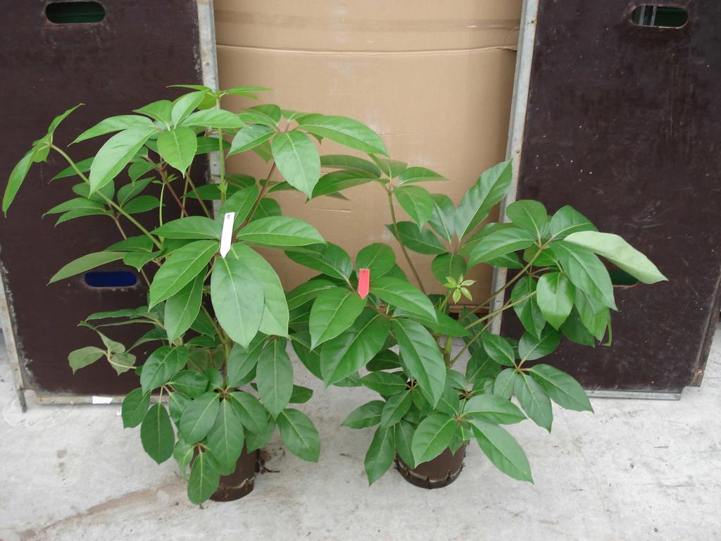 Ficus: meer groei, blad lichter groen
