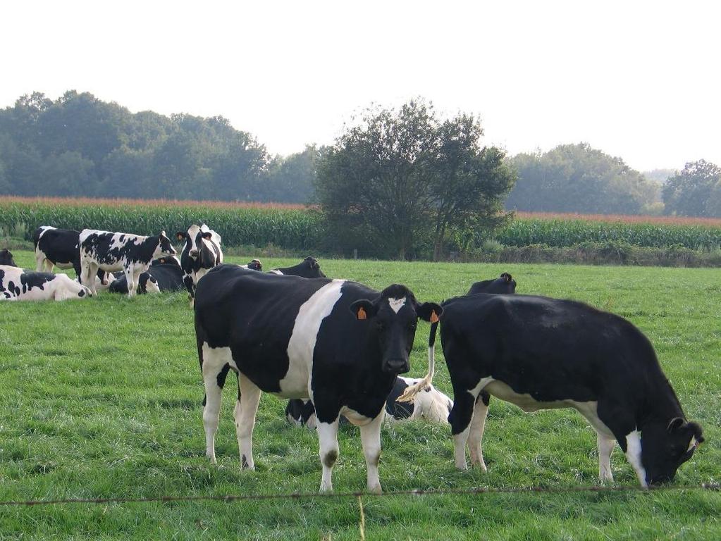 Routeplanner Melkvee Een tool om strategische keuzes op uw melkveebedrijf economisch te onderbouwen