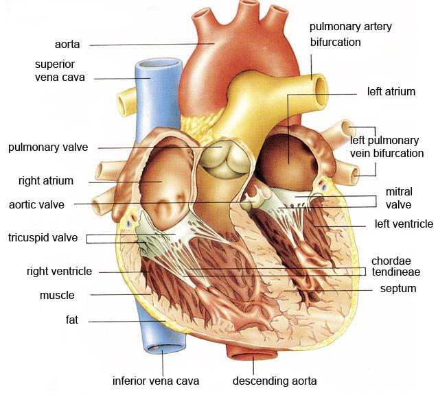 II. Inleiding Inleiding 2.1 Het Hart 2.1.1 Anatomie Het menselijk hart is opgebouwd uit vier hartholten die in verbinding staan met elkaar via de hartkleppen.