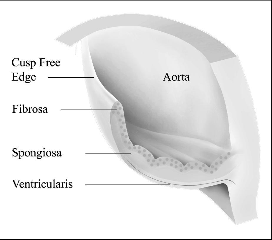 Inleiding adhesiemoleculen door decellularisatieprocedures kan dan ook leiden tot een migratie- en groeistoornis van cellen bij in vitro of in vivo repopulatie (Grauss et al., 2004).