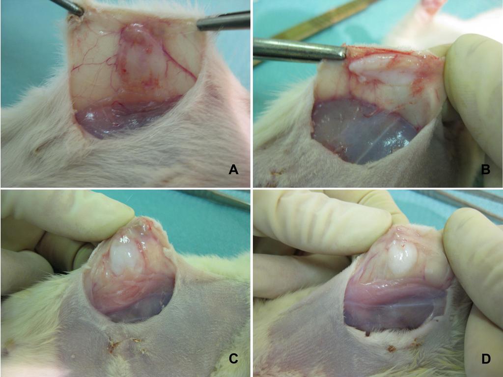 Resultaten 4.3 Explantaatanalyse 4.3.1 Macroscopische explantaatanalyse Eén week na de implantatie van de gedecellulariseerde klepbladen onder de abdominale huid van zes Wistar ratten, werden de klepbladen geëxplanteerd.