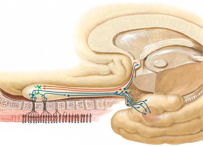 centrale olfactoire banen bulbus olfactorius commissura anterior tractus