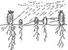 1 gebruik om te verduidelik hoe Darwin die ontwikkeling van moderne kaktusplante met langer wortels teenoor nageslagte met korter wortels sou beskryf het. Die tweede kolom in Tabel 10.