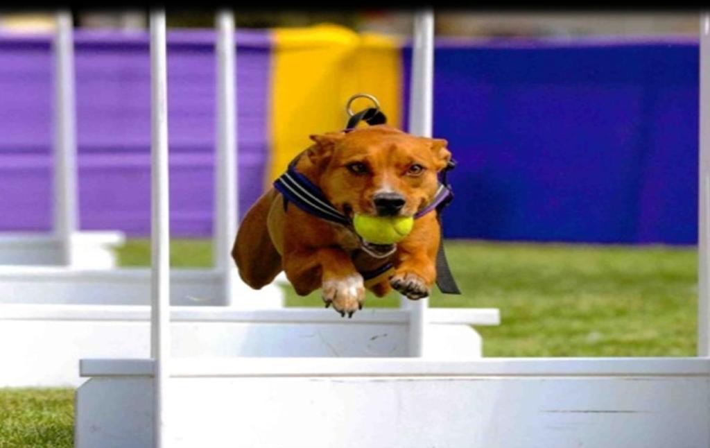 Nieuw op de hondenweide Flyball is een hondensport waarbij elk team bestaat uit 6 balgekke honden.