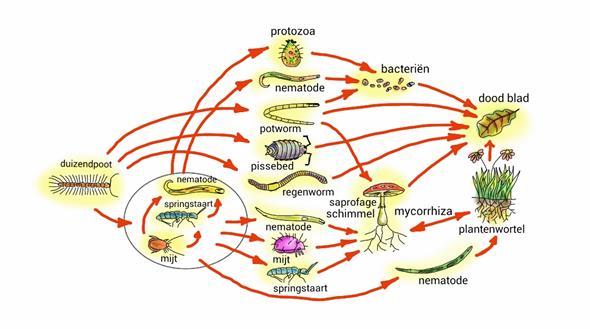 Bodemvoedselweb: bacteriën, schimmels en
