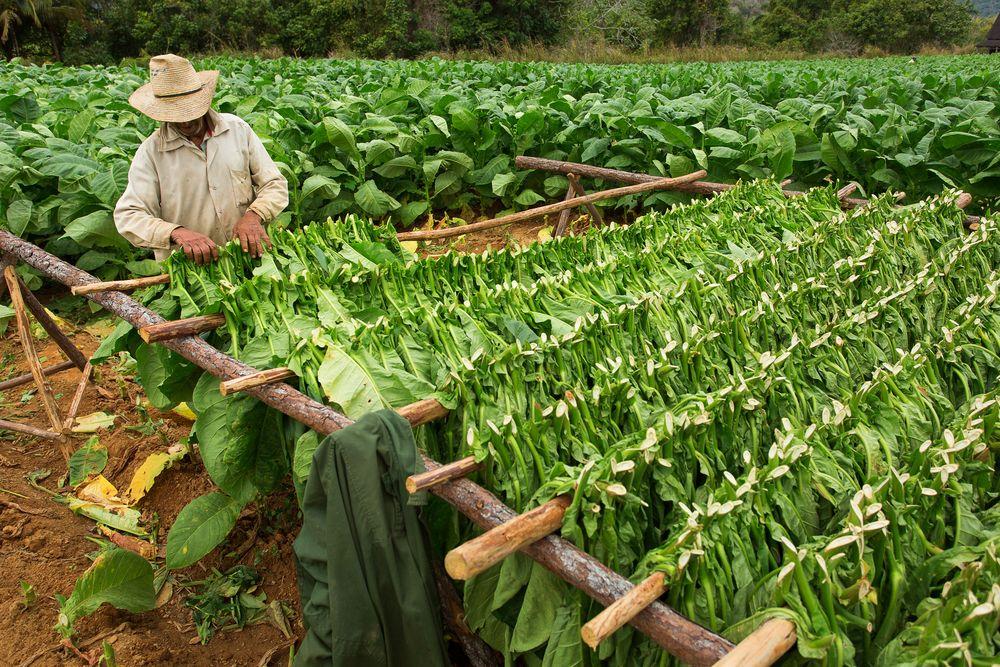 =>Volledige dag verkenning van de provincie Pinar del Rio (ten westen van Havana).