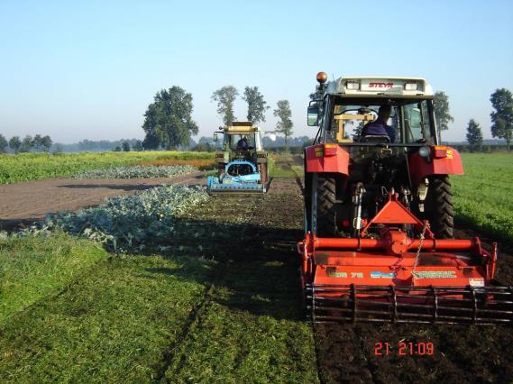 Biofumigatie Sarepta mosterd(6-8 wkn) (Brassica juncea cv.