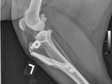 2.5.2. Orthopedisch onderzoek De hond is niet mank en er is geen gewrichtsopzetting. De plooibaarheid is normaal en er is geen pijn in flexie en extensie.