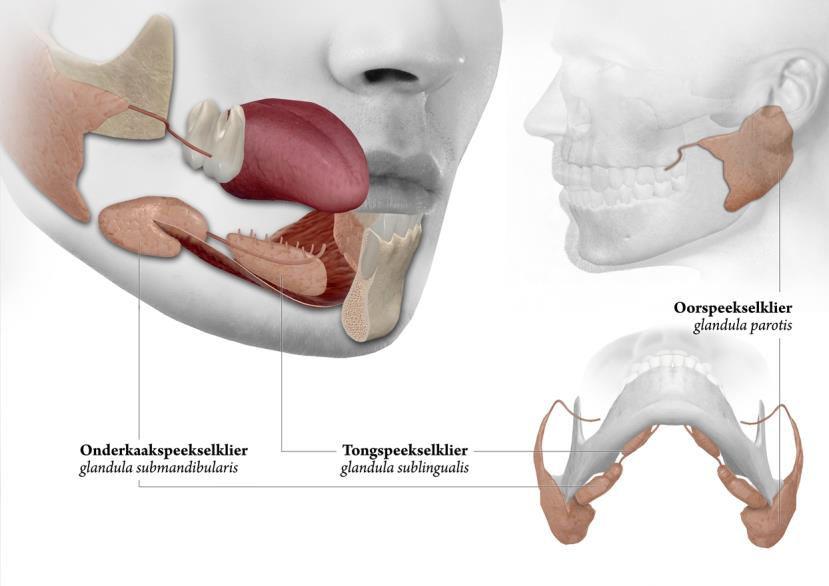 Speekselklierfunctie Wat is de functie van de speekselklieren? De speekselklieren zorgen voor de productie van speeksel.