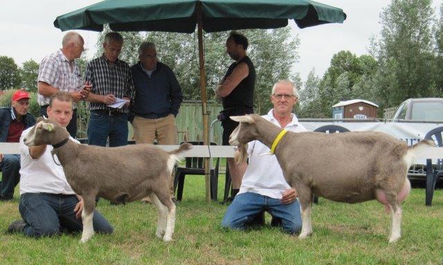 Marissa was de afgelopen drie opeenvolgende jaren Algemeen kampioen geworden tijdens de Kringkeuring in Hoornaar en kwam dit jaar niet verder dan de reservetitel bij de toggenburgers.