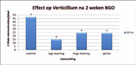 2.5.3 Effect van bodemresetten op Verticillium dahliae De zakjes met Verticillium zijn gerandomiseerd en op verschillende diepten in gegraven.