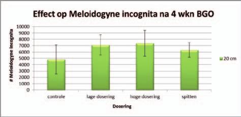 2.5.4 Effect van bodemresetten op wortelknobbelaaltjes, Meloidogyne incognita Na 4 weken biologische grondontsmetting zijn de zakjes met daarin 6 gram wortelmateriaal met het wortelknobbelaaltje