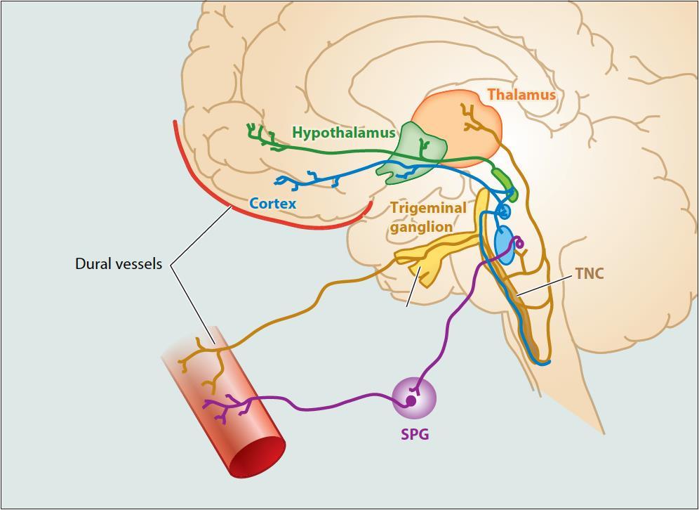 Annu Rev Pharmacol Toxicol 2015.