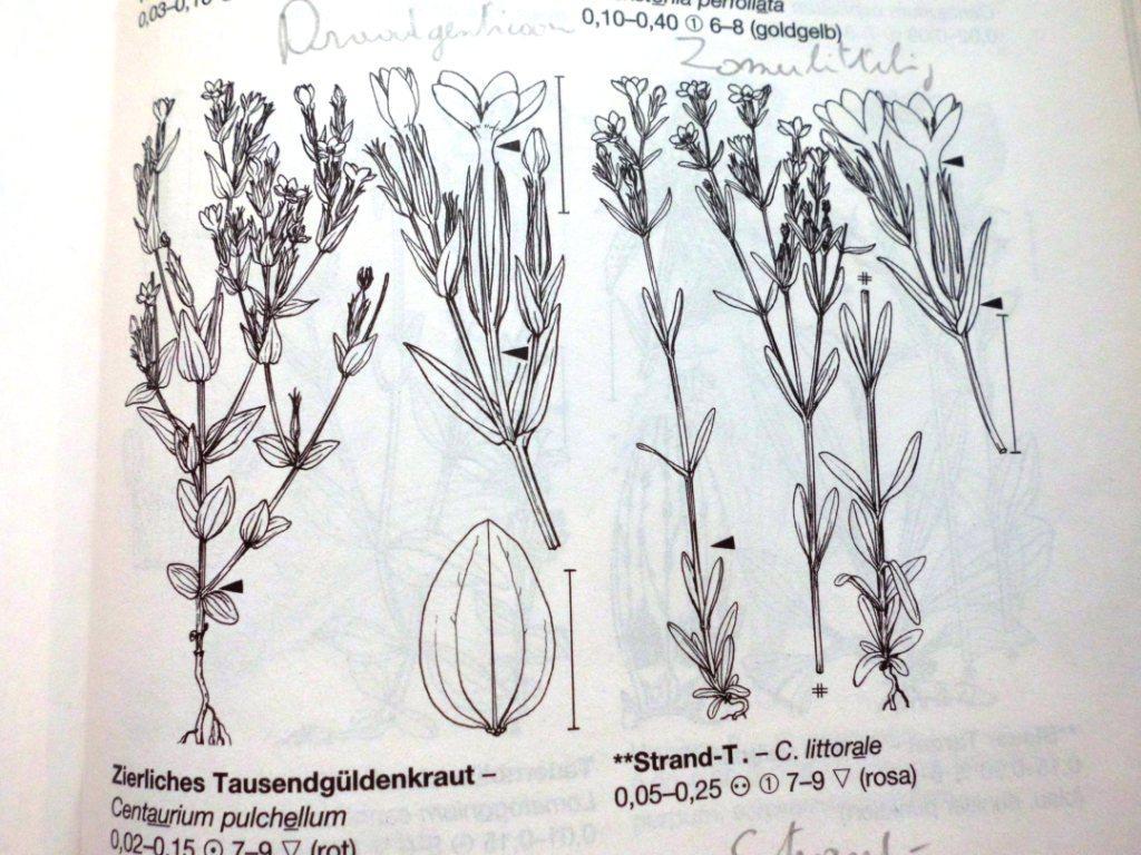 Hoi flora van belgie p 491 1. stengelbladen breder, elliptisch tot eirond en kroonslippen duidelijk korte dan de kroonbuis. Dat laatste is hier iets duidelijker dan het eerste.