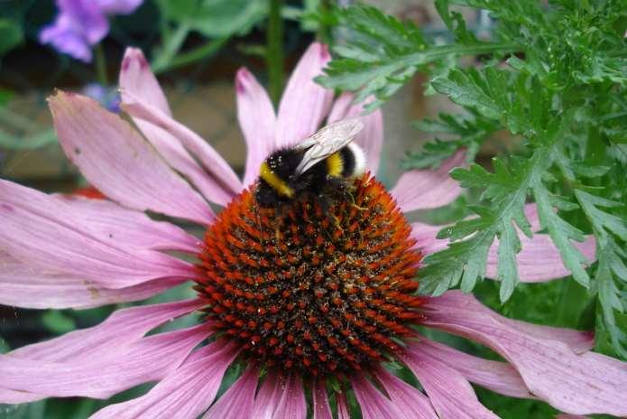 Effectieve soorten zonnehoed