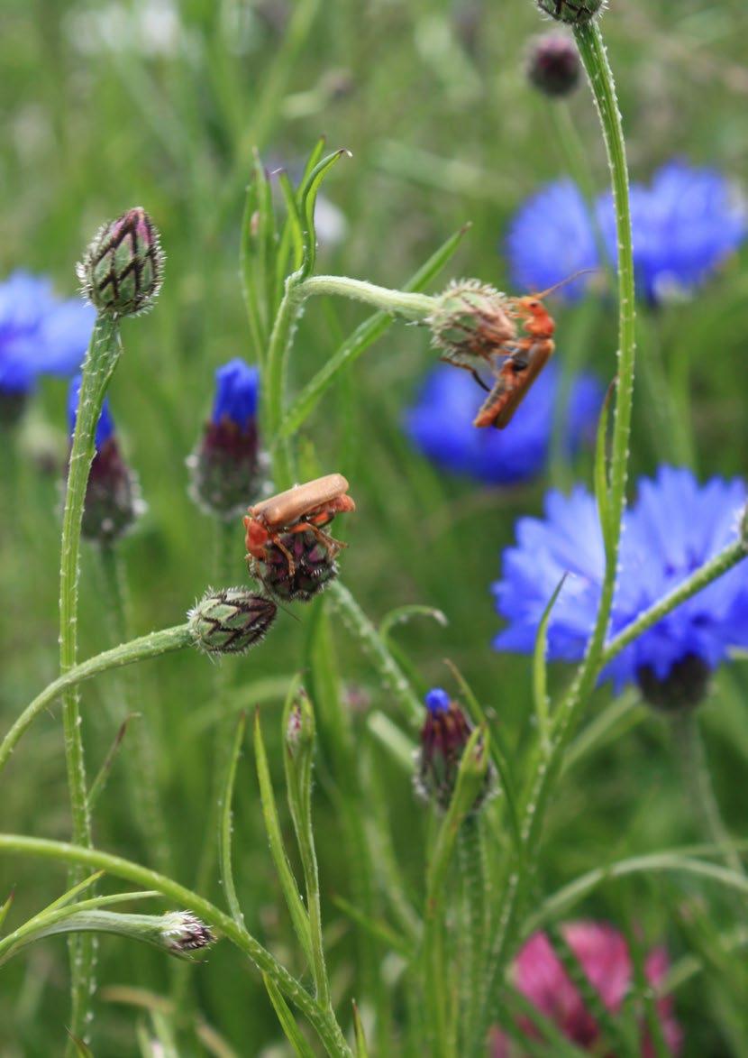 a n o g Agrarische Natuurvereniging Oost Groningen PLAAGINSECTEN EN NATUURLIJKE VIJANDEN IN DE GRAANTEELT