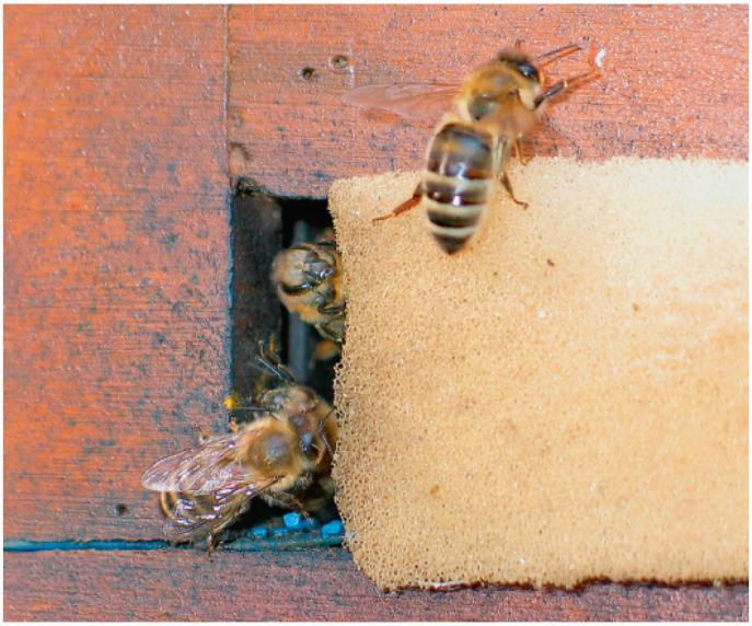 wat extra bijen) De moer blijft in hoofdvolk!