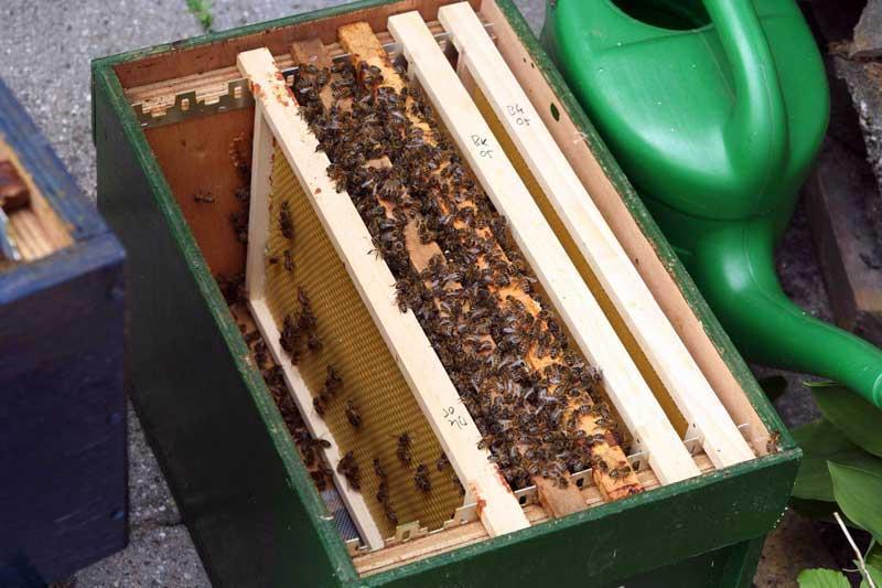 Kunstzwerm/veger/ koninginnenaflegger Moer verwijderen uit hoofdvolk 2 alternatieven: Koningin met bijen van enkele ramen(plus raam voer en stuifmeel) in andere kast zonder broed!