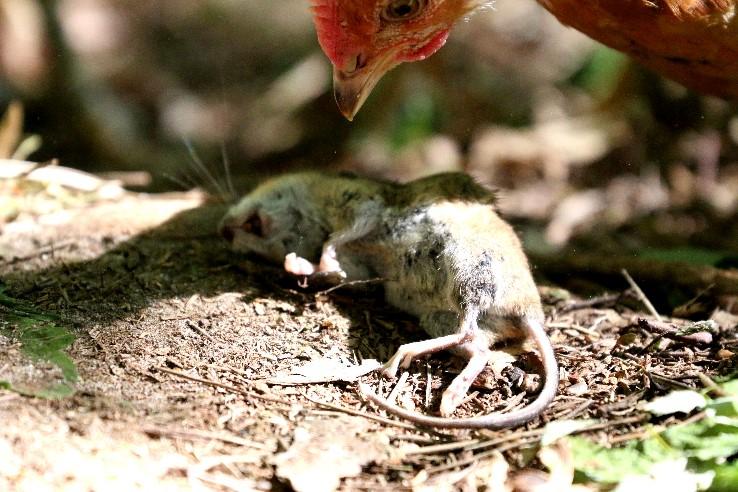 Extra generaties verwacht Het warme zomerweer (met ook nog af en toe regen) en de vroege start van het vliegseizoen maken deze nazomer extra generaties mogelijk, vermoedelijk nog meer dan in andere