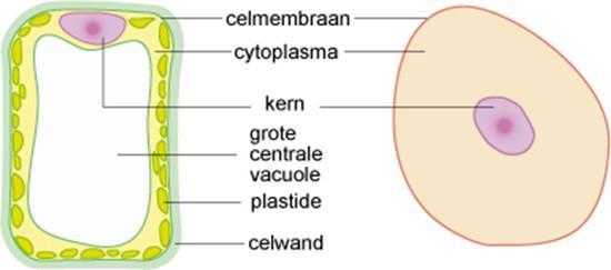 Planten cel