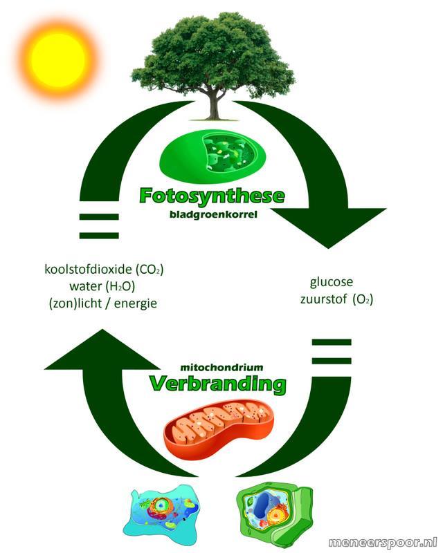 Kringloop van energie Fotosynthese: maakt van CO2, water en zonlicht Glucose en zuurstof Verbranding: maakt van