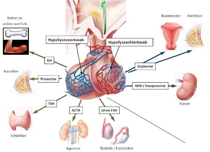 Hypothalamus Behalve de hypofyse is de hypothalamus een erg belangrijk orgaan in de productie van groeihormoon.