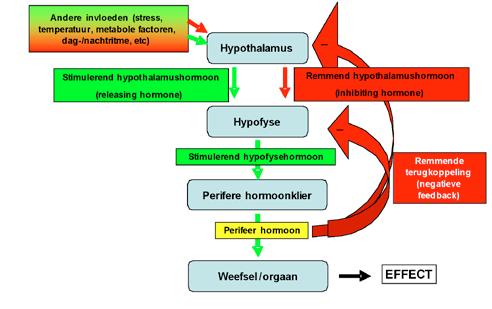 Figuur 1: Principe van de regulatie van de hormoonproductie door de hypofyse (de perifere hormoonklier kan de schildklier, de bijnier of de geslachtsklieren zijn).