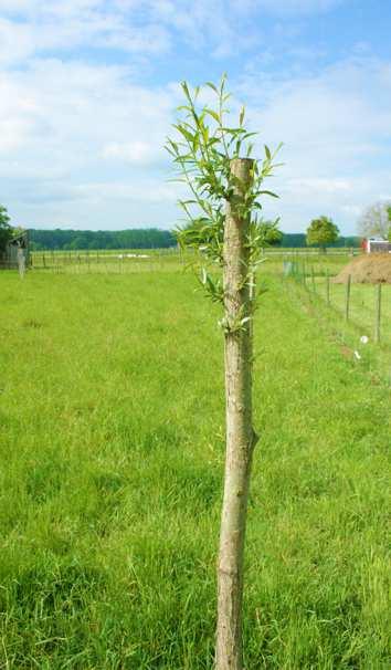 Deze struweelhaag bestaat uit een dubbele rij beplanting welke geplant wordt in een plantverband van 2x2 meter, met aan weerszijde een sloot. De noordelijke struweelhaag heeft een lengte van ca.