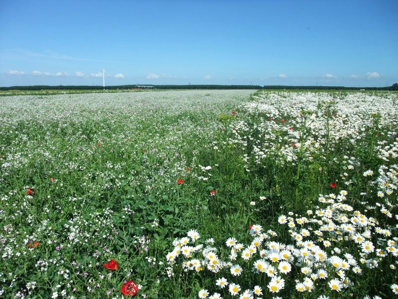 Enkele telpunten lagen in graslanden in natuurterreinen ( foto: R.