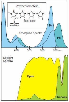 Fig. 4 Absorptiespectrum van de phytochromobilin Bron: Phytochromes and light signal perception by plants- an emerging synthesis ; Smith, H.