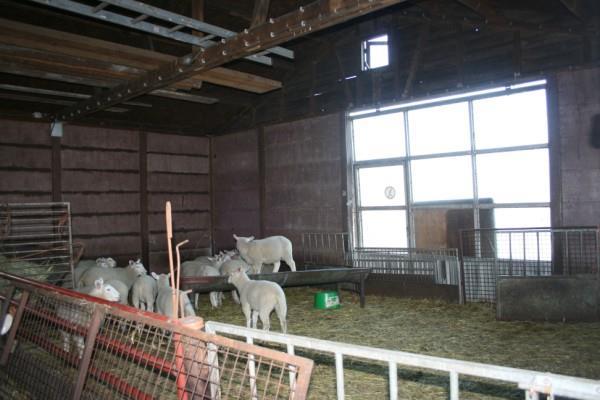 Het stalgedeelte is toegankelijk middels een loopdeur in de zijgevel en een grote schuifdeur in de achtergevel. De stal is momenteel ingericht met 3 ruime paardenboxen en een loopstal.