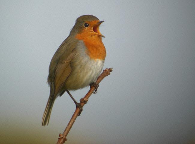 Broedvogels van Berkheide in 2007 4. Resultaten 4.1 Algemeen In 2007 werden in het onderzoeksgebied in totaal 2.564 territoria van 79 verschillende vogelsoorten op kaart ingetekend (zie tabel 2).